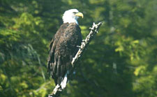 Canada-British Columbia-God's Pocket Sea Kayaking